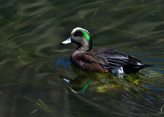 duck afloat