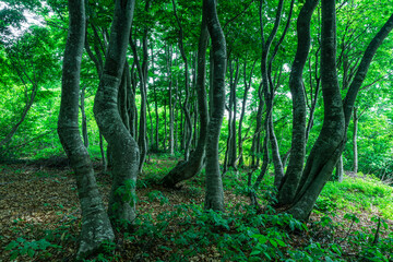 Obraz premium 日差しの強い5月のブナの森