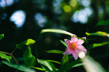 太陽の光に照らされている一輪のヒメサユリ