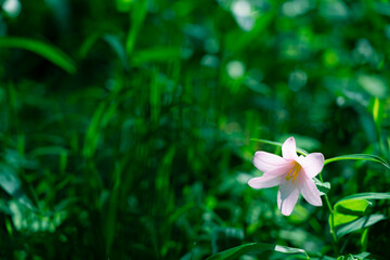 Obraz premium 太陽の光に照らされている一輪のヒメサユリ