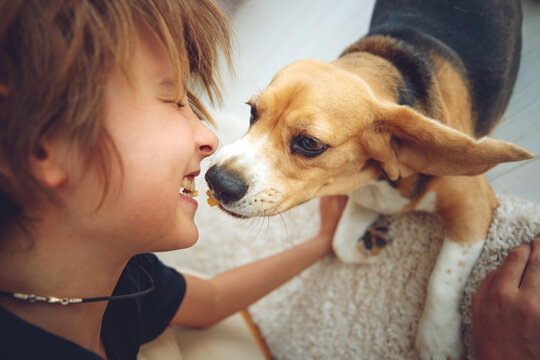 Cute boy feeds the Beagle dog at home. High quality photo.