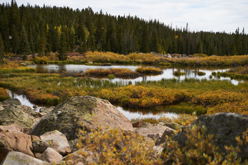 A boggy lake area off of the Colorado trail.