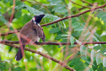 Obraz premium The red-whiskered bulbul (Pycnonotus jocosus), or crested bulbul