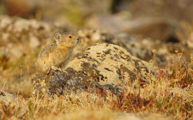 pika in the mountains