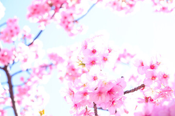 サクラ 満開 美しい かわいい 春 入学 卒業 さくら ピンク 花見 