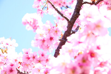 さくら ピンク 花見 淡い かわいい 美しい きれい 入学 卒業 新生活 春