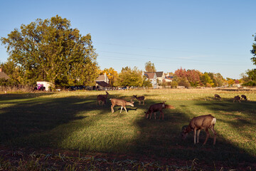 Herd of deer, graze in park at dusk.