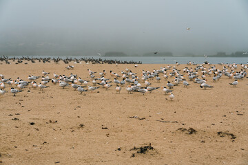 Flock of least tern birds on the beach, California Coastline