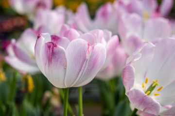 Fototapeta na wymiar Holland's tulip pink flowers sold at the glasshouse