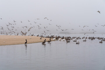 Pelicans and seagulls on the beach in an overcast foggy day, California