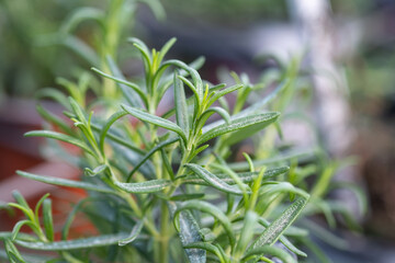 A macro shot of the Rosemary herbs grown at greenhouse