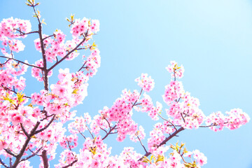 サクラ 桜 美しいさくら ピンク 花 花びら 満開 青空 日本 入学 卒業