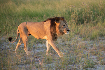 Beautiful Lion Caesar in the golden grass of Masai Mara, Kenya