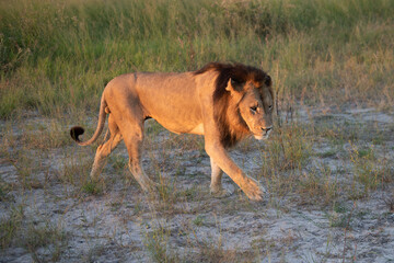 Beautiful Lion Caesar in the golden grass of Masai Mara, Kenya