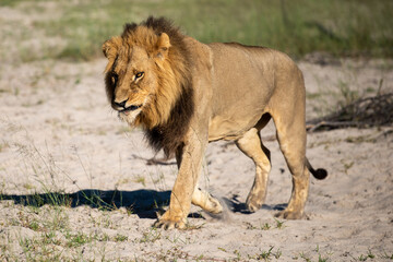 Beautiful Lion Caesar in the golden grass of Masai Mara, Kenya