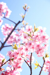 サクラ さくら きれい ピンク 花見 桜 美しい きれい かわいい 春 入学 卒業 