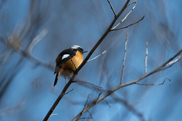 Daurian  redstart male in a park of Maebashi