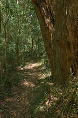 Forrest Path