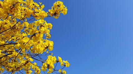 Obraz premium Bouquet of bright yellow flowers. Paraguayan Silver Trumpet Tree or Silver Trumpet Tree or Tree of Gold (Tabebuia argentea Britton) on a blue sky background with copy space. Selective focus