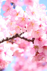 さくら サクラ 桜 満開 春 淡い 花見 穏やか かわいい きれい 入学 卒業 新生活