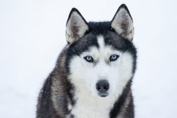 Portrait of a Siberian husky, friendship forever. Pet. Husky