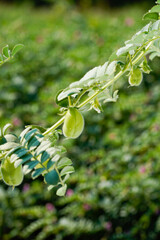 Fototapeta na wymiar close view of Fresh Green Chickpeas on tree branch