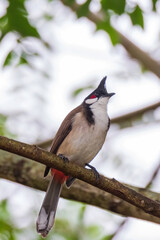 The red-whiskered bulbul (Pycnonotus jocosus), or crested bulbul
