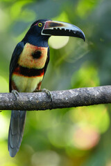 Toucan Collared Aracari, Pteroglossus torquatus, bird with big bill. Toucan sitting on the moss branch in the forest, Boca Tapada, Costa Rica. Nature travel in central America
