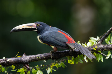 Toucan Collared Aracari, Pteroglossus torquatus, bird with big bill. Toucan sitting on the moss branch in the forest, Boca Tapada, Costa Rica. Nature travel in central America