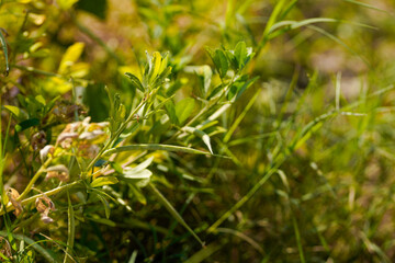 Green pigeon pea field in india