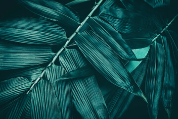 bamboo leaf texture, abstract dark nature background