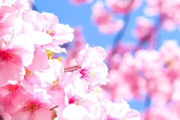 サクラ ピンク かわいい 花見 桜 さくら きれい 満開 入学 卒業 新生活 美しい