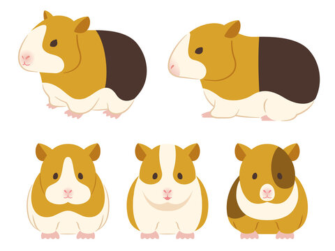 5 Best モルモット Images Stock Photos Vectors Adobe Stock 5 Best モルモット Images Stock Photos Vectors Adobe Stock