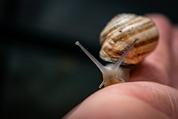 Macro Photo of Milk Snail on Human Hand