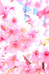 サクラ 春 ピンク 花びら 花見 桜 満開 きれい 美しい きれい かわいい パステル 新生活