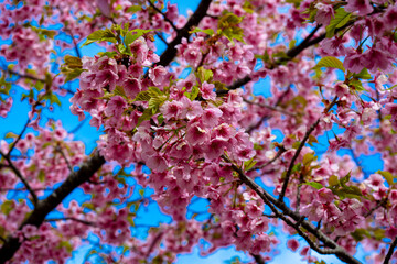 四浦半島の河津桜