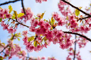 四浦半島の河津桜