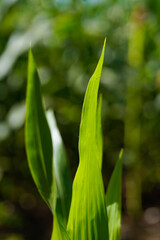 green corn field in India