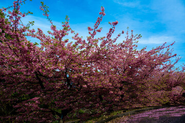 四浦半島の河津桜