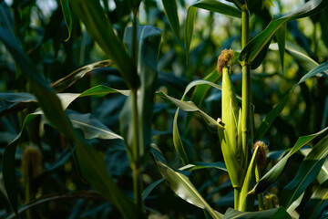 green corn field in India