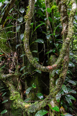 Obraz premium Tropical vegetation inside the atlantic forest in Brazil