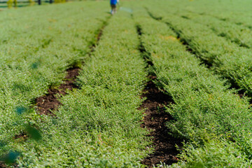 Fresh Green Chickpeas field , Chick peas also known as harbara or harbhara in hindi and Cicer is...