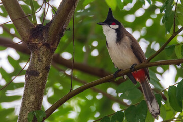 The red-whiskered bulbul (Pycnonotus jocosus), or crested bulbul