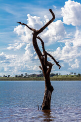 Dead trees with bare branches and bark standing upright in the water and blue sky in Brazil