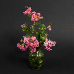 Floral display of colourful pink Lantana flowers close up isolated on black
