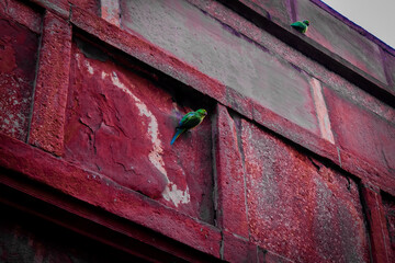 old door with red paint parrot
