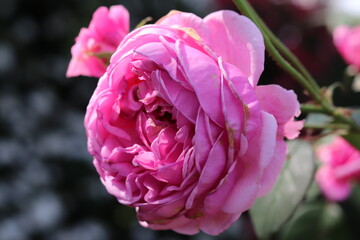 Beautiful blurred background of rose pink blooming in garden outdoor.