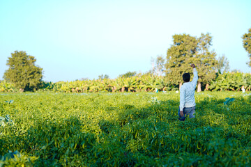 Fototapeta premium Young indian man at Fresh green chilli agriculture field
