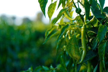 Green chili agriculture field in India