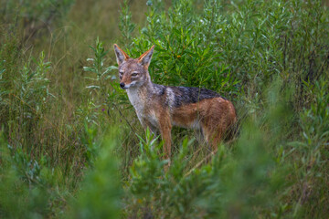 Golden Jackal, Canis aureus, with evening sun in the grass, Sri Lanka, Asia. Beautiful wildlife scene from nature habitat from Sri Lanka.
